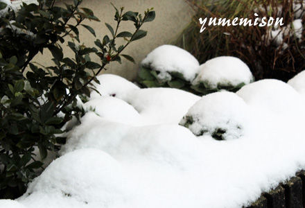 雪を冠ったハボタン