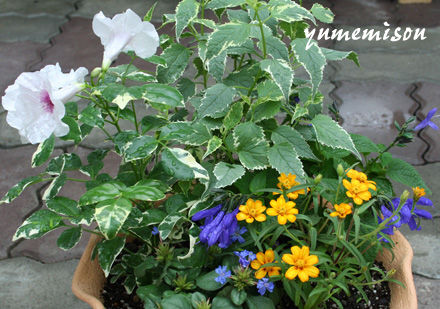 メドーセージの寄せ植え
