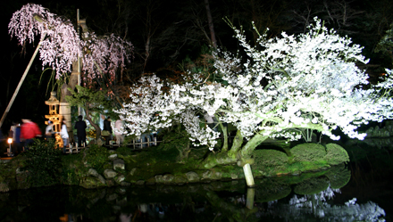兼六園の夜桜ライトアップ