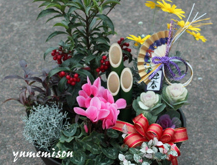 迎春の寄せ植え