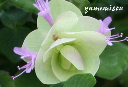 ¥ª¥ì¥¬¥Î¡¦¥±¥ó¥È¥Ó¥å¡¼¥Æ¥£¡¼