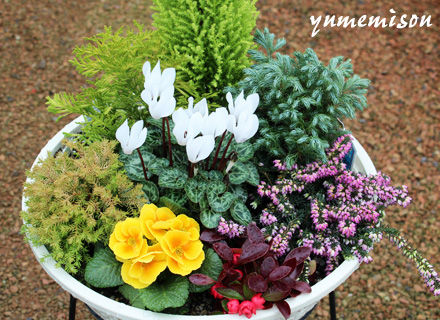 コニファーとミニシクラメンの寄せ植え