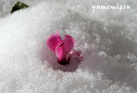 IMG_0082a
