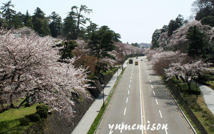 桜並木が続きます。