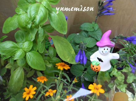 ハーブの寄せ植えにハロウィンのピック