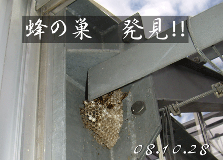 温室の中に、蜂の巣発見!!