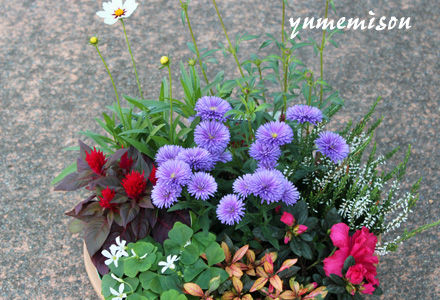 秋の花で寄せ植え