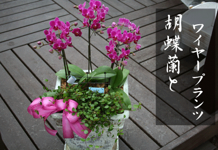 胡蝶蘭とワイヤープランツの寄せ植え