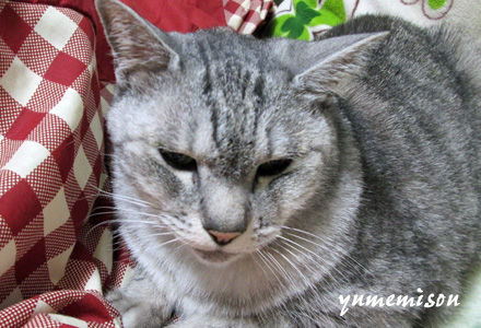 愛猫健太