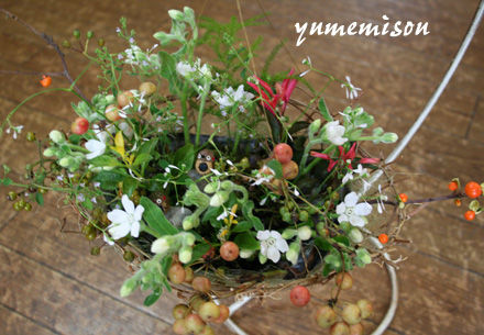 kinomi2