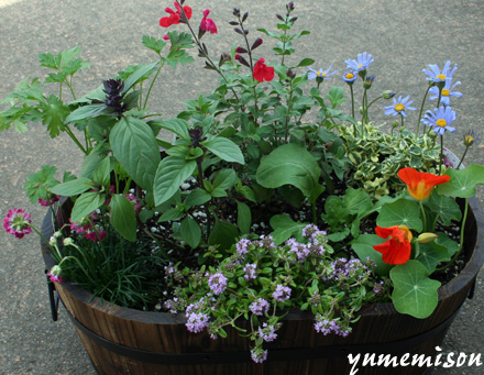 花とハーブの寄せ植え