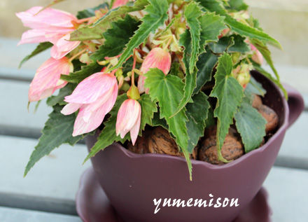 ムースカップに植えました。