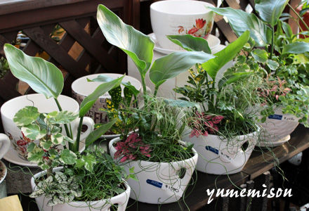 小さい観葉植物の寄せ植え