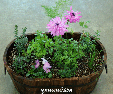 特大の木の樽で、キッチンハーブの寄せ植え