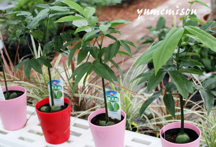 緑の桃太郎の小さな鉢植え
