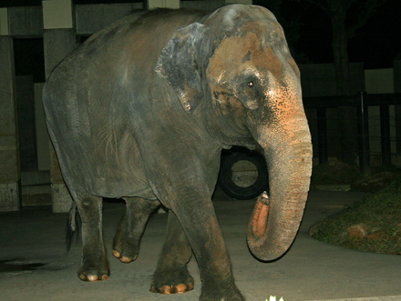 石川動物園のゾウさん