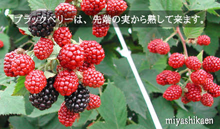 ブラックベリーの生の実についてお問い合わせが多くなりました。