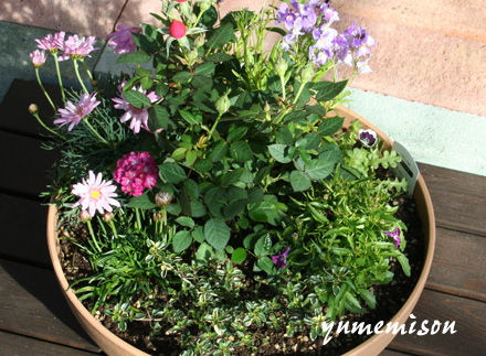 斑入りタイムの寄せ植え