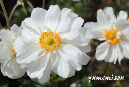 秋明菊 白花