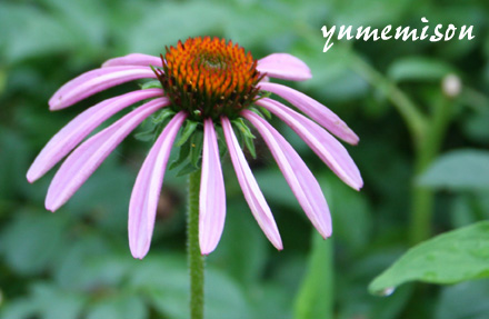 エキナセアの花