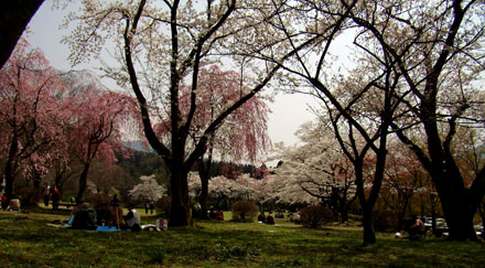 樹木公園の桜
