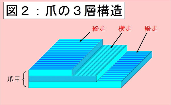 爪の3層構造