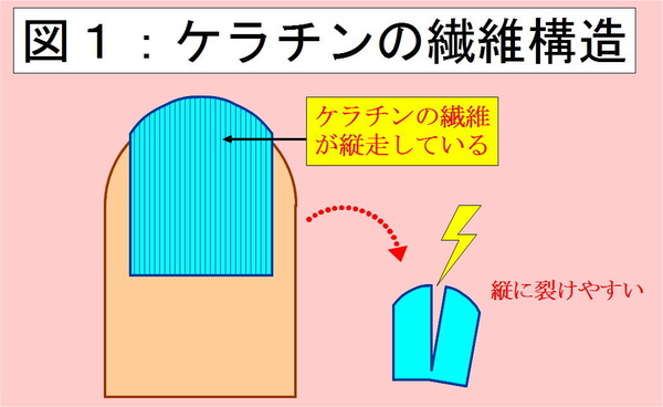 ケラチンの繊維構造