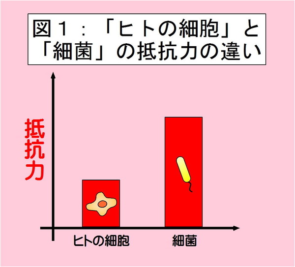 「ヒトの細胞」と「細菌」との抵抗力の違い
