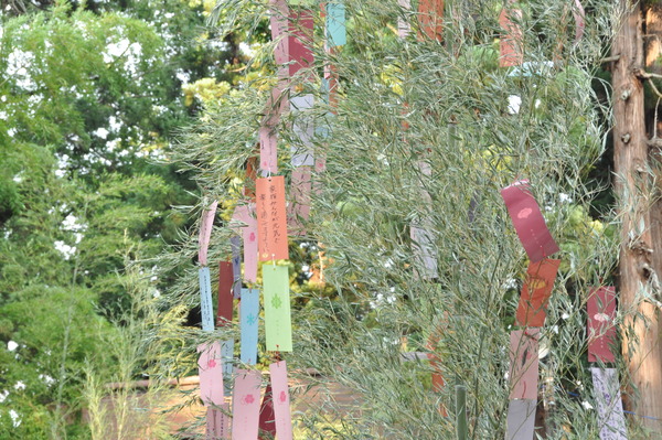 DSC_0376