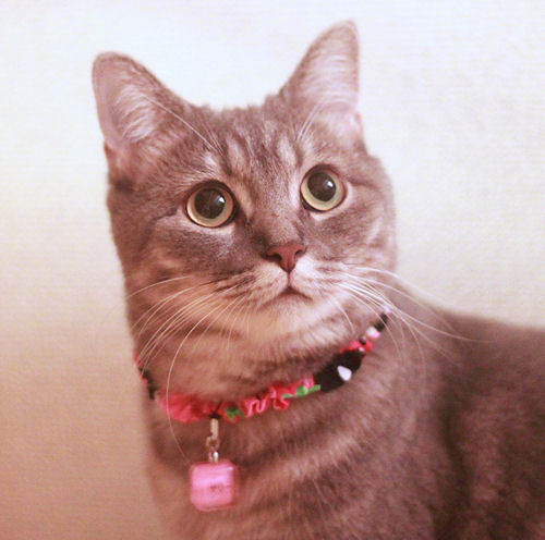IMG_9726