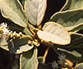 c3a39a90.jpg