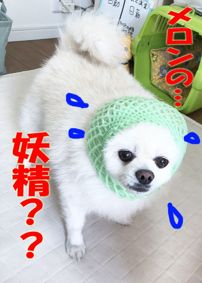 IMG_E0446のコピー