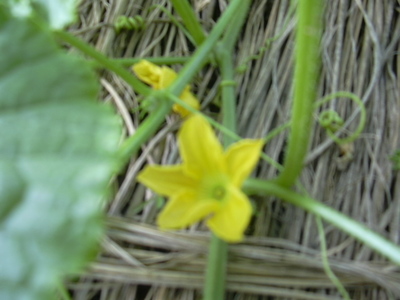 DSCN1463