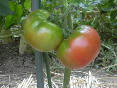 DSCN1460