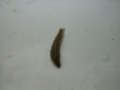 DSCN1401