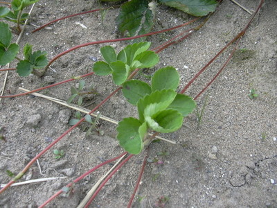 DSCN1467