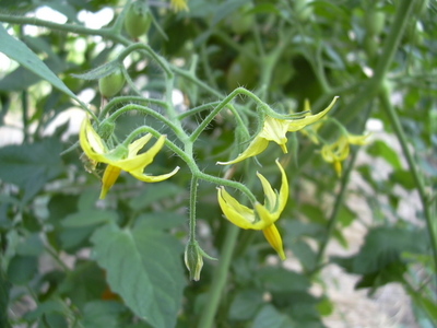 DSCN1454