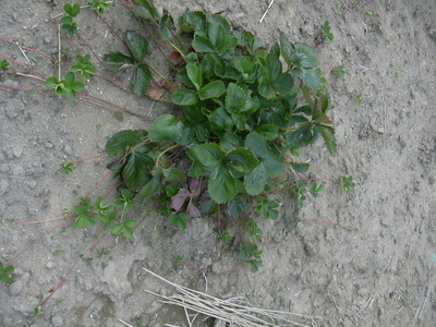 DSCN1466