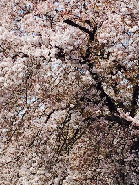 桜