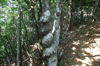P8050201