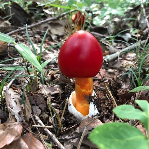 ワンダーランドを見に行こうぜ : ( ͡⊙ ͜ʖ ͡⊙) ココアシガレット