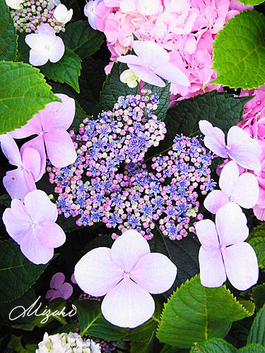 2016_08_05R9310310