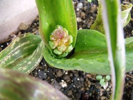 2012-01-29_0421_R