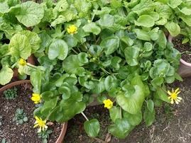 2012-01-29_0419_R