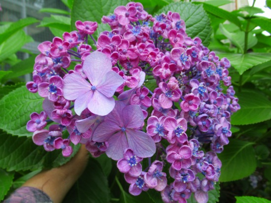 お多福紫陽花の突然変異 花好きおばあさんの 園芸ボランティア日記
