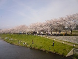 090405sakura2