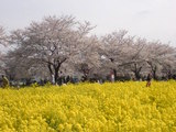 090405sakura8