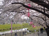 090405sakura6