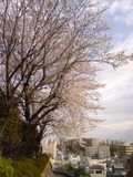 090405sakura10