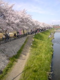 090405sakura1